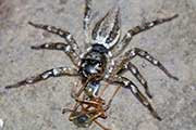 Jumping Spider (Omoedus swiftorum) (Omoedus swiftorum)